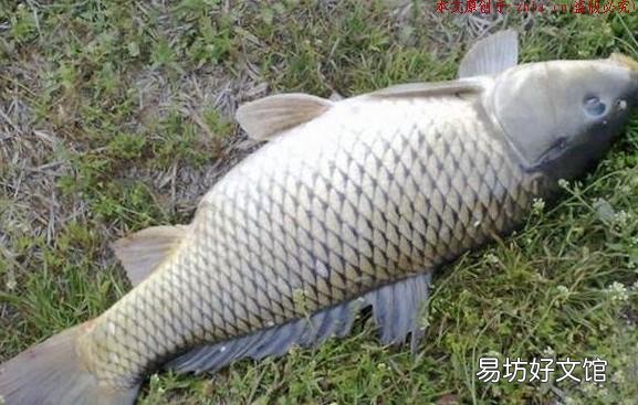 秋天是钓鲤鱼的黄金期，把握好这几个细节，让你满载而归