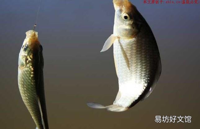 霜降以后钓鲫鱼，注意这三点大鲫鱼乖乖上钩