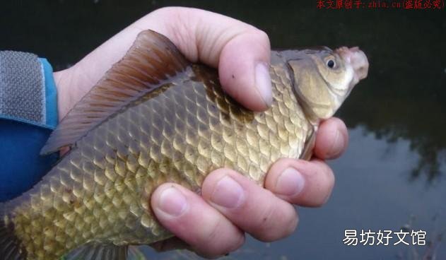 霜降以后钓鲫鱼，注意这三点大鲫鱼乖乖上钩