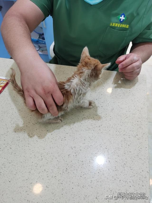 橘猫多少钱一只幼崽(橘猫多少钱一只)