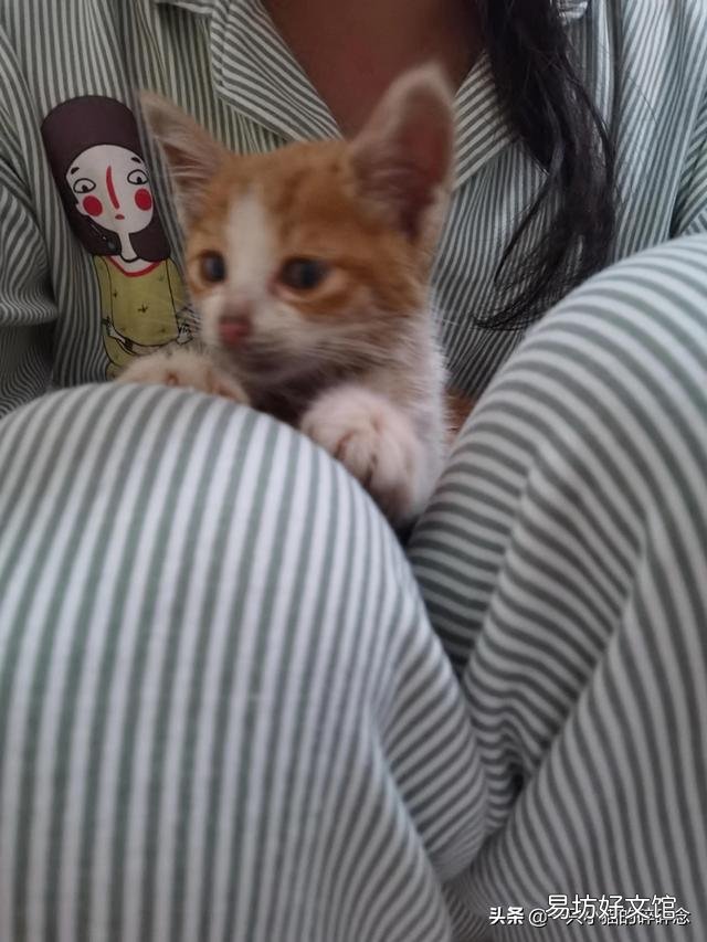 橘猫多少钱一只幼崽(橘猫多少钱一只)