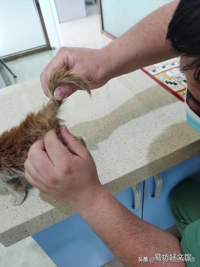 橘猫多少钱一只幼崽(橘猫多少钱一只)