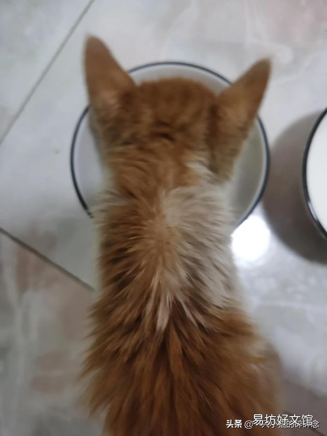 橘猫多少钱一只幼崽(橘猫多少钱一只)