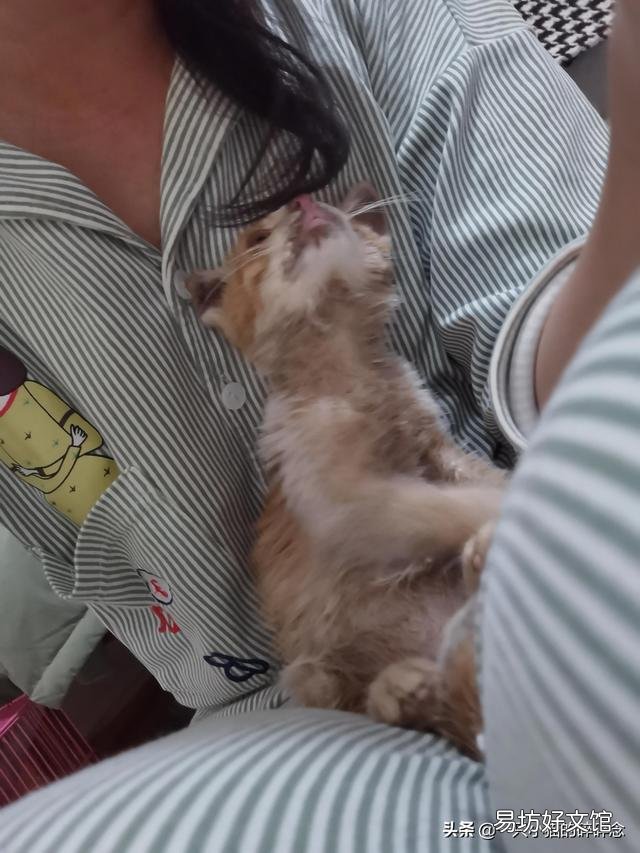 橘猫多少钱一只幼崽(橘猫多少钱一只)