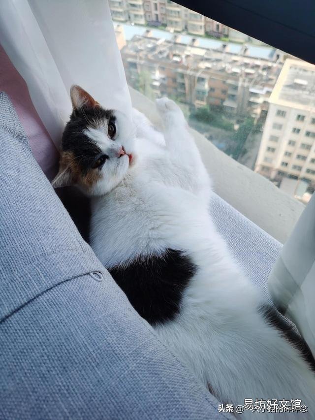 橘猫多少钱一只幼崽(橘猫多少钱一只)