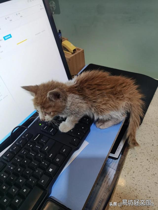 橘猫多少钱一只幼崽(橘猫多少钱一只)