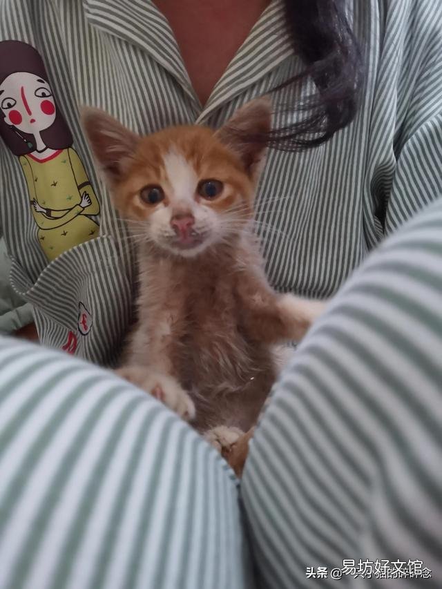 橘猫多少钱一只幼崽(橘猫多少钱一只)