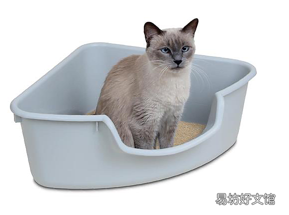 猫吃猫砂怎么办(小奶猫吃猫砂怎么办)