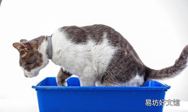 猫吃猫砂怎么办(小奶猫吃猫砂怎么办)