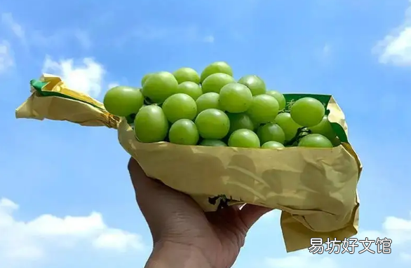 阳光玫瑰葡萄几月份上市 阳光玫瑰葡萄怎么辨别真假