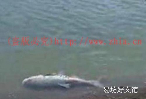 哪些方法是靠谱的?说说看法 锚鱼怎么防止锚钩挂底