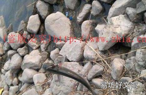 哪些方法是靠谱的?说说看法 锚鱼怎么防止锚钩挂底