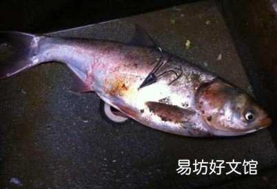夏季晚上锚鱼中鱼率高的方法技巧：知道这些知识点上鱼轻松