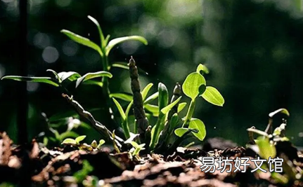 石斛是饭前吃还是饭后吃 石斛的功效与作用适合哪些人