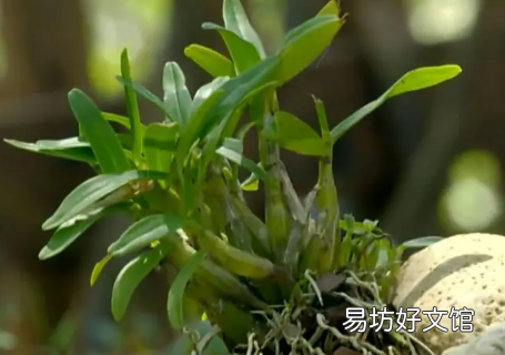石斛是饭前吃还是饭后吃 石斛的功效与作用适合哪些人