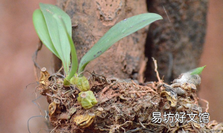 石斛是饭前吃还是饭后吃 石斛的功效与作用适合哪些人