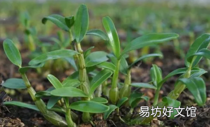 石斛是饭前吃还是饭后吃 石斛的功效与作用适合哪些人