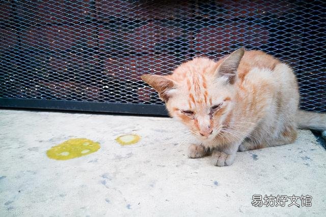 猫吐黄黄的糊是什么(猫吐黄黄的糊是什么情况)