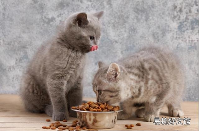 猫吐黄黄的糊是什么(猫吐黄黄的糊是什么情况)