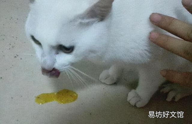 猫吐黄黄的糊是什么(猫吐黄黄的糊是什么情况)