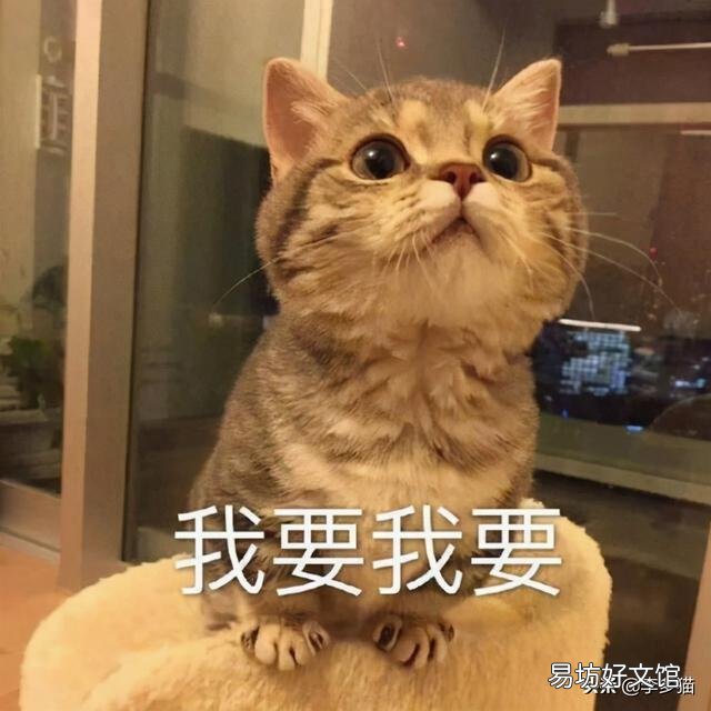 给猫驱虫用什么牌子的驱虫药好(给猫驱虫药哪个牌子好)
