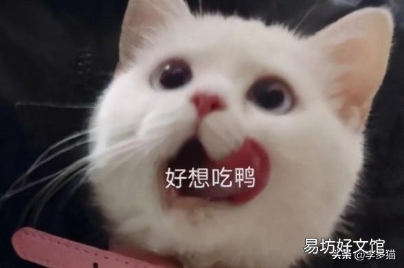 给猫驱虫用什么牌子的驱虫药好(给猫驱虫药哪个牌子好)
