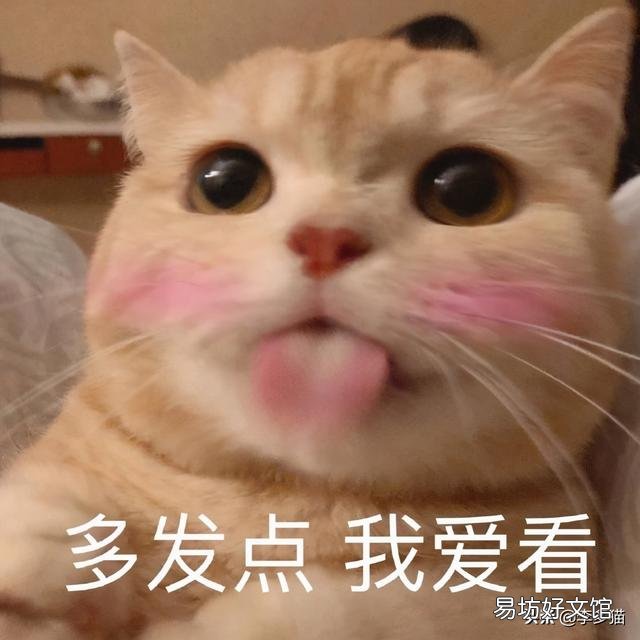 给猫驱虫用什么牌子的驱虫药好(给猫驱虫药哪个牌子好)