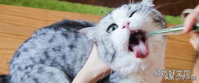 给猫驱虫用什么牌子的驱虫药好(给猫驱虫药哪个牌子好)