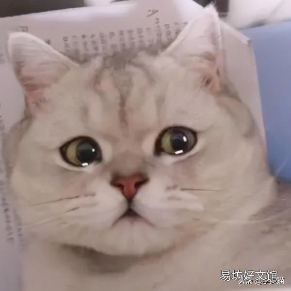 给猫驱虫用什么牌子的驱虫药好(给猫驱虫药哪个牌子好)