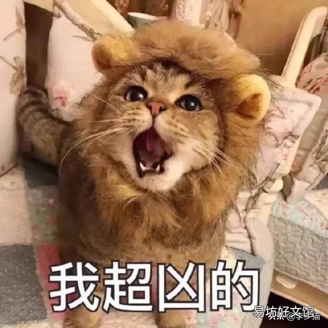 给猫驱虫用什么牌子的驱虫药好(给猫驱虫药哪个牌子好)