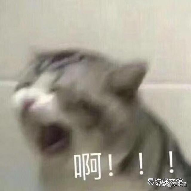 给猫驱虫用什么牌子的驱虫药好(给猫驱虫药哪个牌子好)