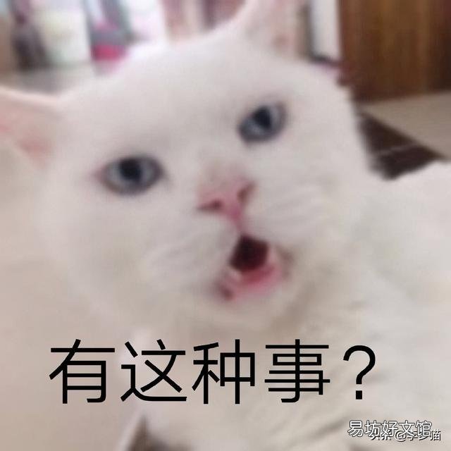 给猫驱虫用什么牌子的驱虫药好(给猫驱虫药哪个牌子好)