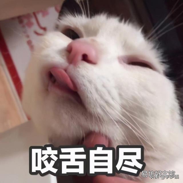 给猫驱虫用什么牌子的驱虫药好(给猫驱虫药哪个牌子好)