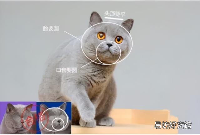 英短藍貓怎么看品相(英短藍貓怎么看品相好不好)
