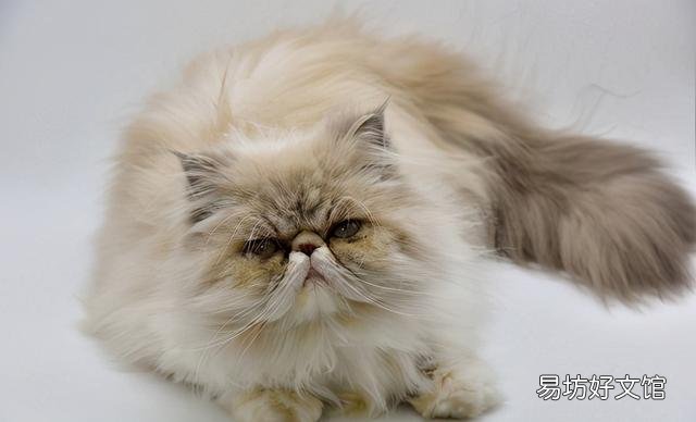 猫咪泪痕重是什么原因(猫咪泪痕重是怎么回事)