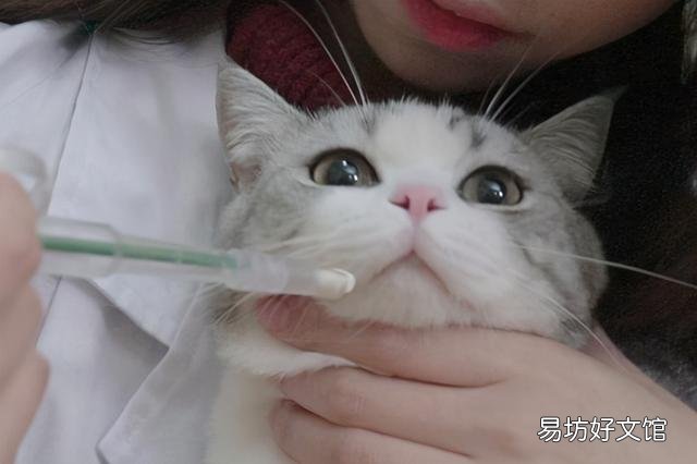猫咪泪痕重是什么原因(猫咪泪痕重是怎么回事)