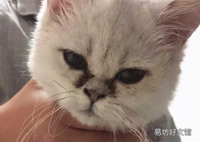 猫咪泪痕重是什么原因(猫咪泪痕重是怎么回事)