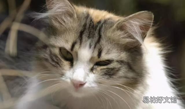 猫咪泪痕重是什么原因(猫咪泪痕重是怎么回事)