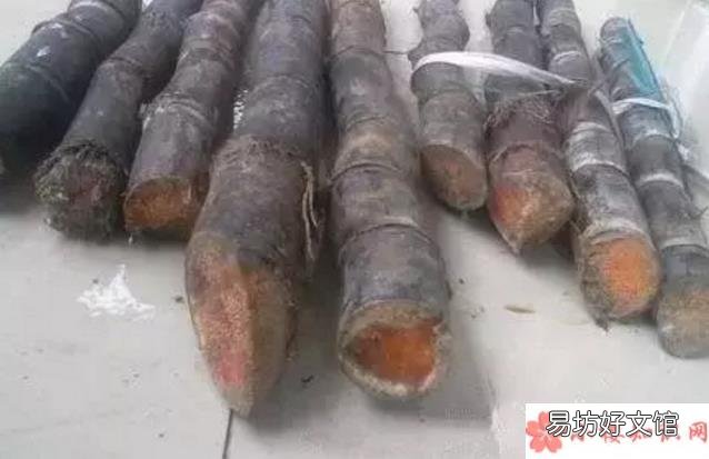 甘蔗怎么保存不變質 去皮甘蔗變色能吃嗎
