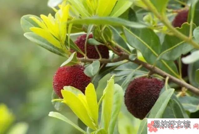 孕妇妈妈吃杨梅要注意什么 怀孕孕妇吃杨梅好不好
