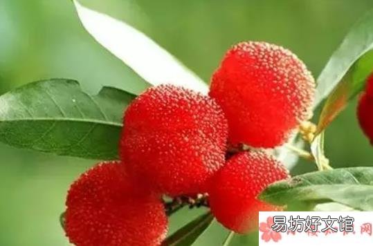 坐月子吃杨梅好不好 ?坐月子期间能吃杨梅吗