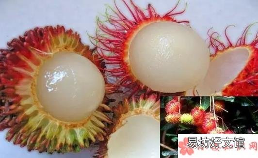 哺乳期吃红毛丹好不好 哺乳期能吃红毛丹吗