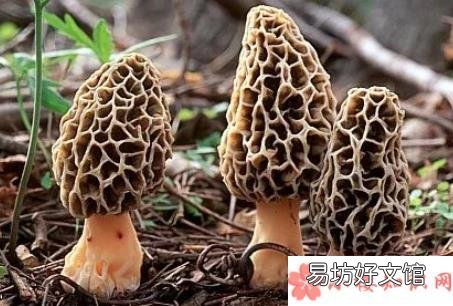 宝宝吃羊肚菌的好处 宝宝吃羊肚菌好吗