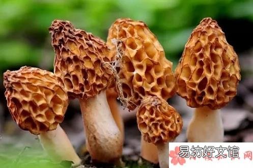 宝宝吃羊肚菌的好处 宝宝吃羊肚菌好吗