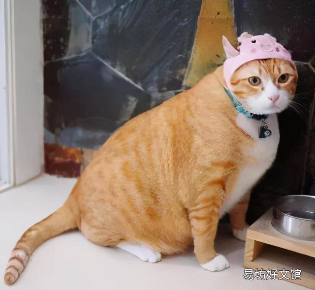 矮脚猫多少钱一只(英短矮脚猫多少钱一只)