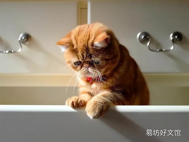 矮脚猫多少钱一只(英短矮脚猫多少钱一只)