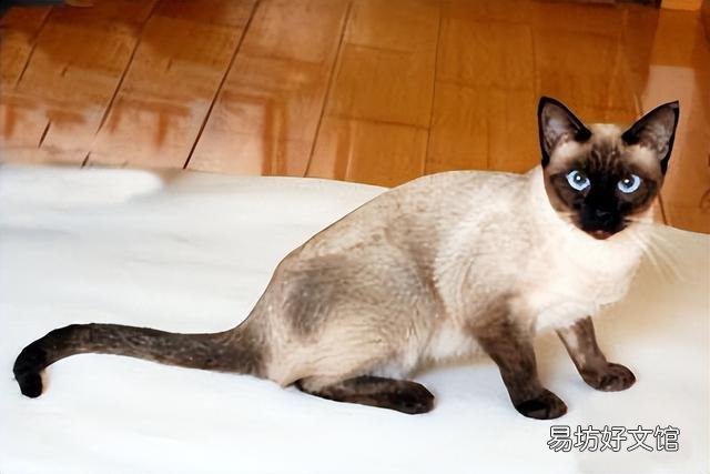 矮脚猫多少钱一只(英短矮脚猫多少钱一只)
