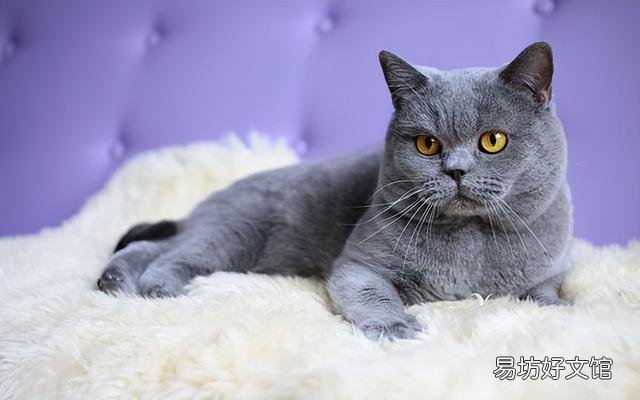 矮脚猫多少钱一只(英短矮脚猫多少钱一只)