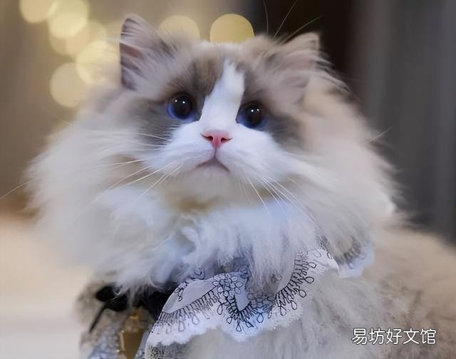 矮脚猫多少钱一只(英短矮脚猫多少钱一只)