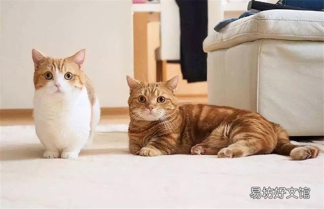 矮脚猫多少钱一只(英短矮脚猫多少钱一只)